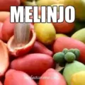 Manfaat Melinjo yang Jarang Diketahui Orang