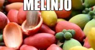 Manfaat Melinjo yang Jarang Diketahui Orang