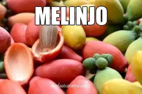 Manfaat Melinjo yang Jarang Diketahui Orang