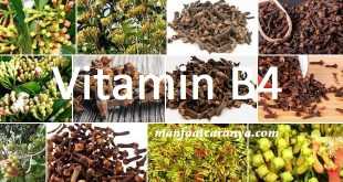 Manfaat Vitamin B4, Khasiat Bahan Cengkeh