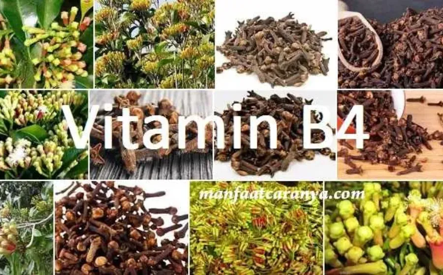 Manfaat Vitamin B4, Khasiat Bahan Cengkeh