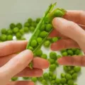 21 Daftar Makanan Yang Wajib Dikonsumsi Untuk Memperbanyak Produksi ASI