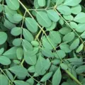 5 Manfaat Daun Kelor (Moringa Oleifera) Untuk Kesehatan