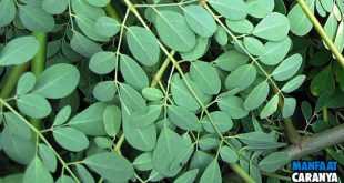 5 Manfaat Daun Kelor (Moringa Oleifera) Untuk Kesehatan