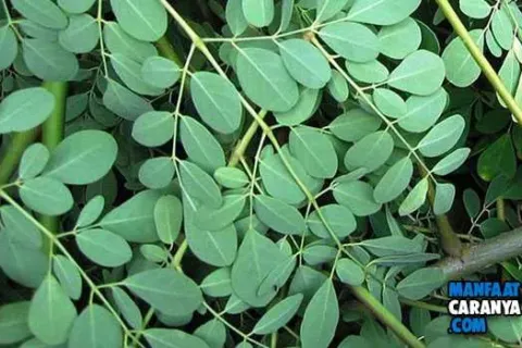 5 Manfaat Daun Kelor (Moringa Oleifera) Untuk Kesehatan