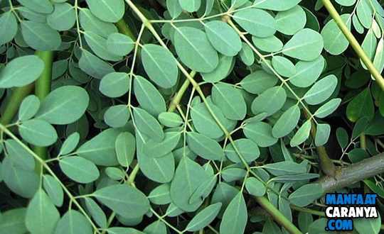 5 Manfaat Daun Kelor (Moringa Oleifera) Untuk Kesehatan