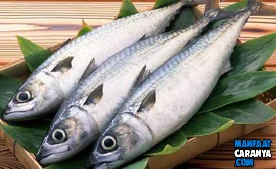 5 Manfaat Ikan Tongkol Mampu Menjaga Kesehatan Mata dan Ejakulasi Dini