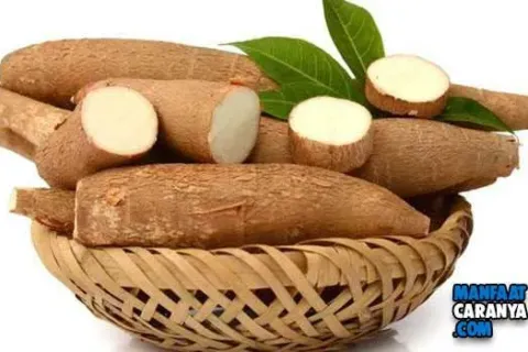 Manfaat dan Kandungan Gizi Singkong Bagi Tubuh