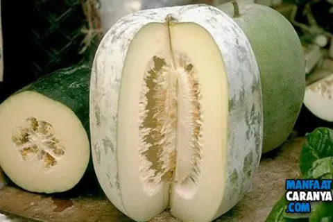 17 Manfaat Buah Bligo(Kundur) Untuk Kesehatan Dan Kecantikan