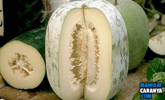 17 Manfaat Buah Bligo(Kundur) Untuk Kesehatan Dan Kecantikan