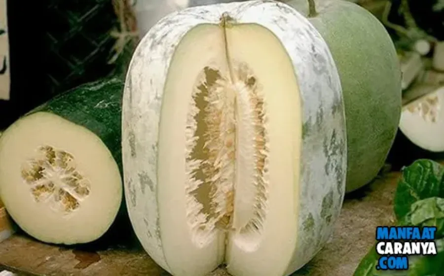 17 Manfaat Buah Bligo(Kundur) Untuk Kesehatan Dan Kecantikan