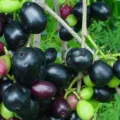 4 Manfaat Buah Duwet Mampu Menyembuhkan Luka Diabetes