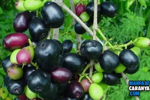 4 Manfaat Buah Duwet Mampu Menyembuhkan Luka Diabetes