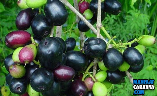 4 Manfaat Buah Duwet Mampu Menyembuhkan Luka Diabetes