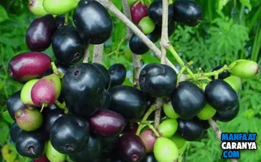 4 Manfaat Buah Duwet Mampu Menyembuhkan Luka Diabetes