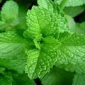 5 Manfaat Daun Dewa Yang Diabaikan