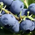 7 Manfaat Blueberry Yang Masih Tersembunyi