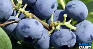 7 Manfaat Blueberry Yang Masih Tersembunyi