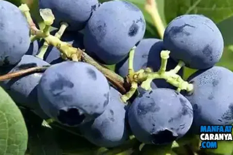 7 Manfaat Blueberry Yang Masih Tersembunyi