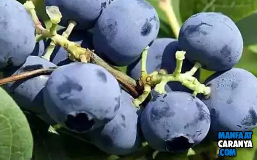 7 Manfaat Blueberry Yang Masih Tersembunyi
