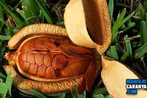 8 Manfaat Biji Mahoni Dan Efek Samping Bagi Tubuh
