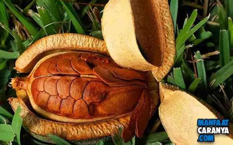 8 Manfaat Biji Mahoni Dan Efek Samping Bagi Tubuh