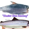 Khasiat Ikan Bandeng Untuk Kesehatan