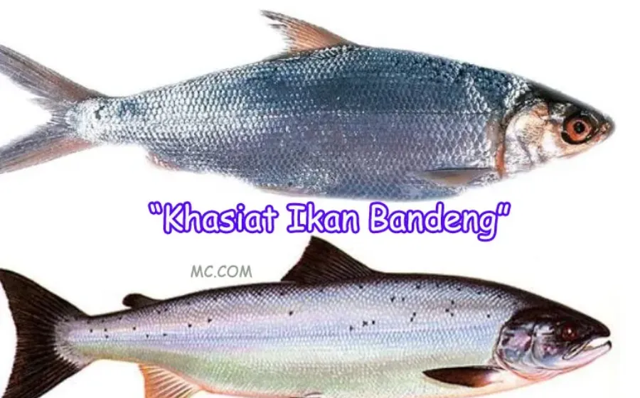 Khasiat Ikan Bandeng Untuk Kesehatan