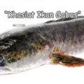 Khasiat Ikan Gabus