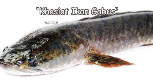 Khasiat Ikan Gabus
