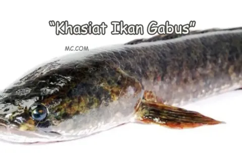 Khasiat Ikan Gabus