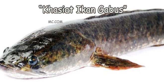 Khasiat Ikan Gabus