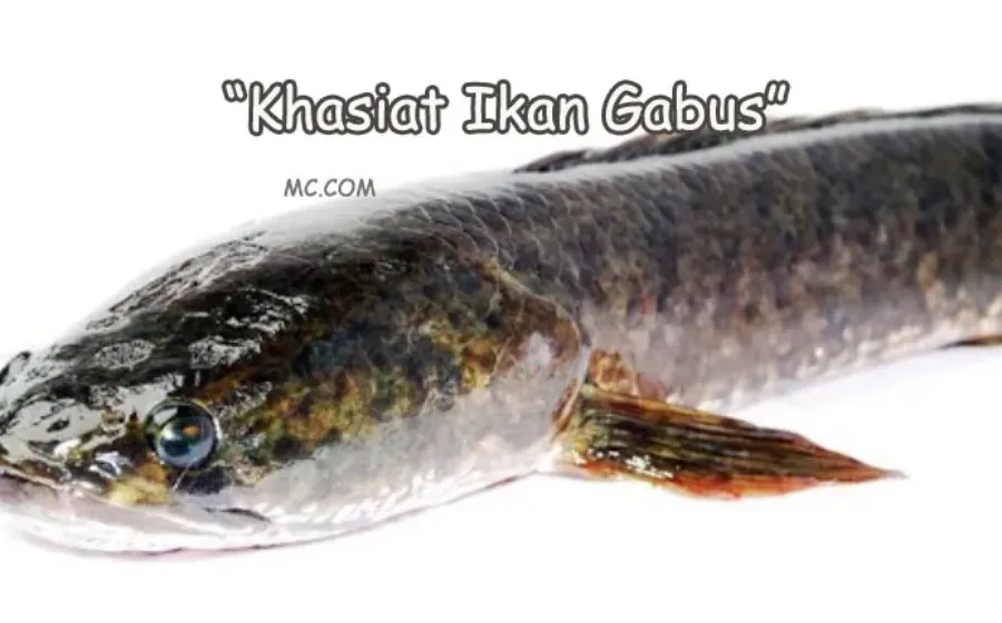 Khasiat Ikan Gabus