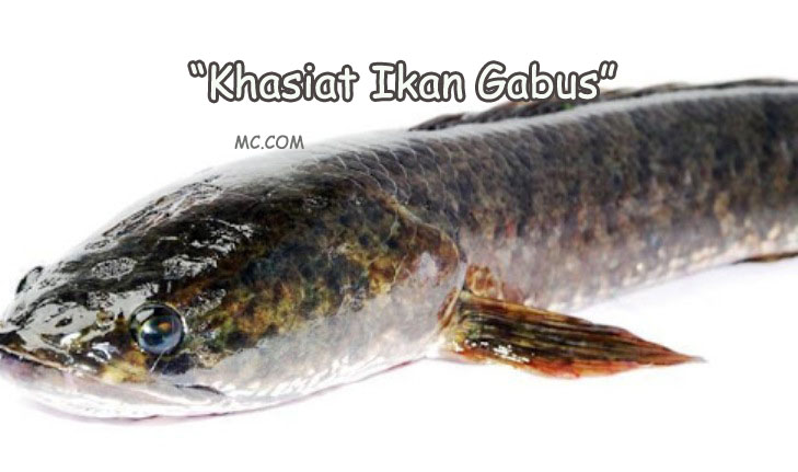 √ Manfaat Ikan Gabus yang Cepat Menyembuhkan Luka - MANFAATCARANYA.COM