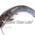 Khasiat Ikan Lele