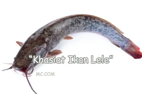 Khasiat Ikan Lele
