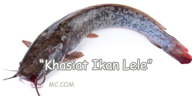 Khasiat Ikan Lele