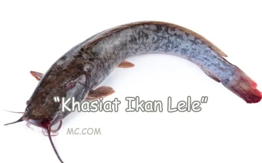 Khasiat Ikan Lele