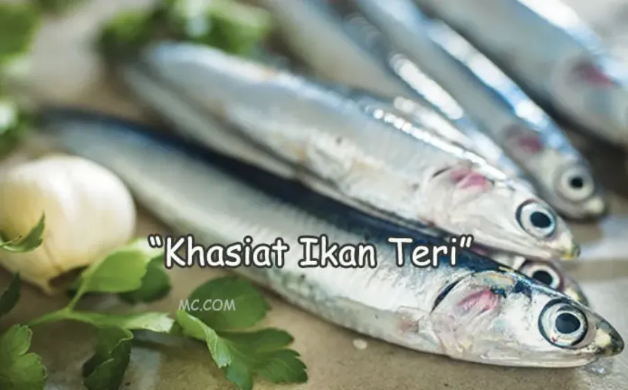Khasiat Ikan Teri Bagi Tubuh