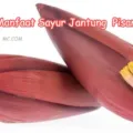 Khasiat Sayur Jantung PisangBagi Ibu Hamil