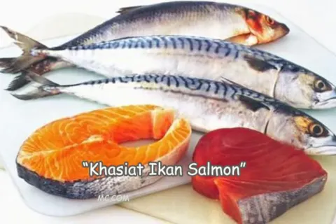 Manfaat Ikan Salmon