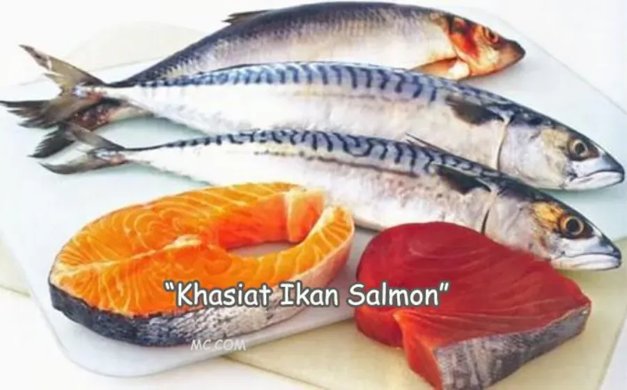 Manfaat Ikan Salmon