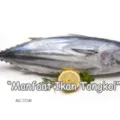 Manfaat Ikan Tongkol Bagi Kesehatan