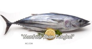 Manfaat Ikan Tongkol Bagi Kesehatan