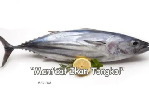 Manfaat Ikan Tongkol Bagi Kesehatan