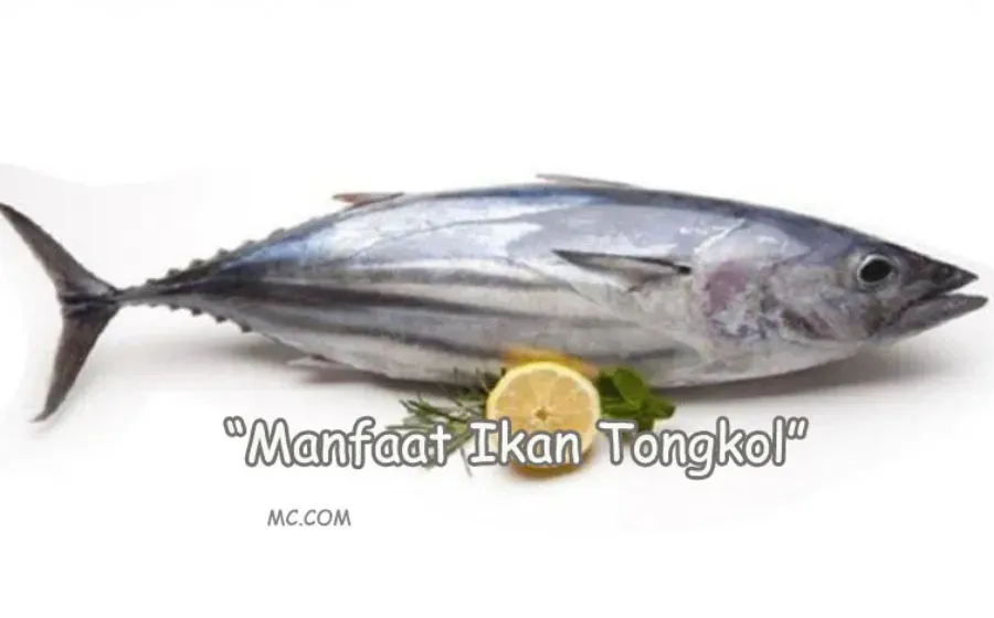 Manfaat Ikan Tongkol Bagi Kesehatan