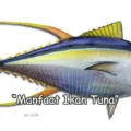 Manfaat Ikan Tuna Bagi Tubuh