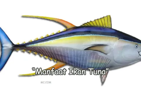Manfaat Ikan Tuna Bagi Tubuh