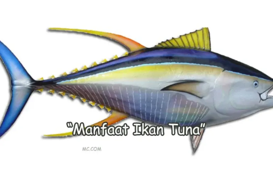 Manfaat Ikan Tuna Bagi Tubuh