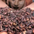 Harga Cengkeh Basah dan Kering per Kg
